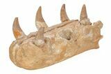 Fossil Primitive Whale (Basilosaur) Upper Jaw Section - Morocco #217826-2